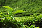 Tea Fields