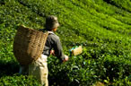 Tea Field