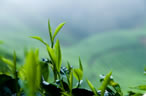 Tea Field