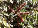 Coffee Plant