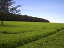 Tea field